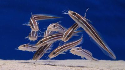 5 Fakta Ilmiah Tentang Kumis Ikan Lele, Bukan Hiasan Biasa!