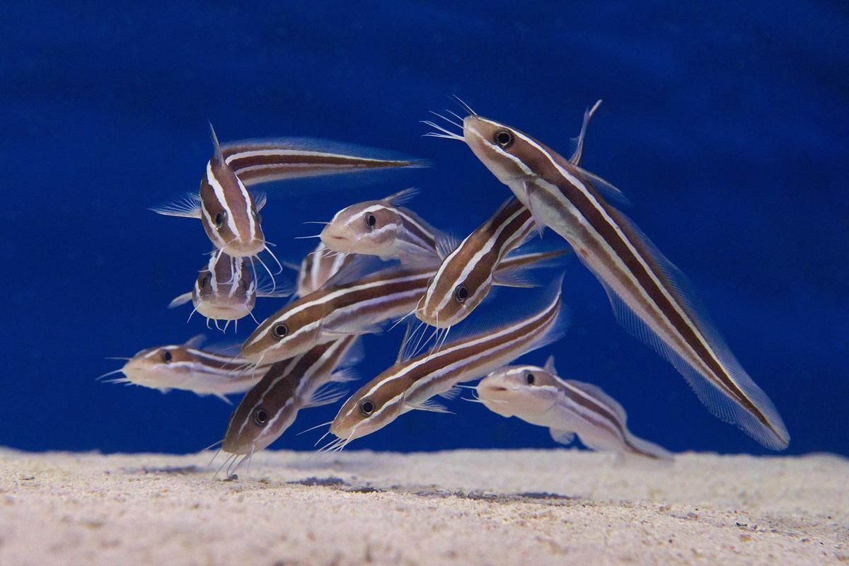 5 Fakta Ilmiah Tentang Kumis Ikan Lele, Bukan Hiasan Biasa!