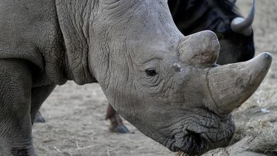 5 Fakta Ilmiah Cula Badak, Mirip Tanduk Tapi Berbeda!