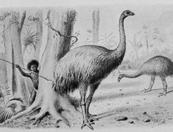 Perusahaan AS Akan Menghidupkan Dinosaurus Burung Moa dalam 10 Tahun