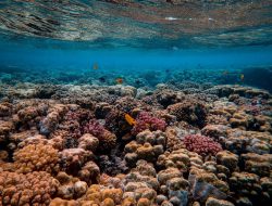 Cara Terumbu Karang Terbentuk dan Jadi Rumah Ikan Ajaib Cara Terumbu Karang Terbentuk dan Jadi Rumah Ikan Ajaib
