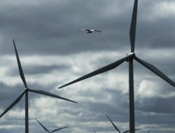 Ireland’s Wind Farms Hit 30% Power Milestone in June