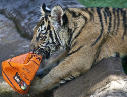 5 Kebiasaan Harimau yang Mirip Kucing, Ternyata Sama!