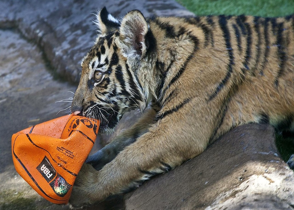 5 Kebiasaan Harimau yang Mirip Kucing, Ternyata Sama!
