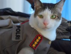 Bobby Kertanegara Jadi Model Catwalk, Datang Dikawal Polisi Picu Pro dan Kontra Bobby Kertanegara Jadi Model Catwalk, Datang Dikawal Polisi Picu Pro dan Kontra