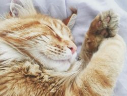 Studi: Kucing Lebih Suka Tidur Miring Kiri