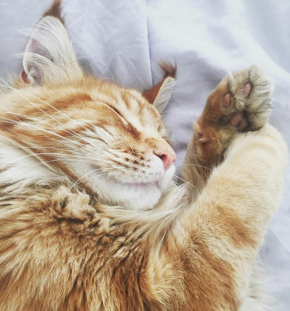 Studi: Kucing Lebih Suka Tidur Miring Kiri