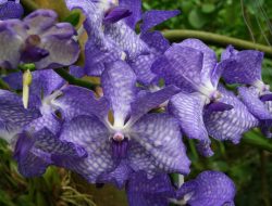 5 Fakta Menarik Vanda Coerulea, Anggrek Langka yang Indah! 5 Fakta Menarik Vanda Coerulea, Anggrek Langka yang Indah!