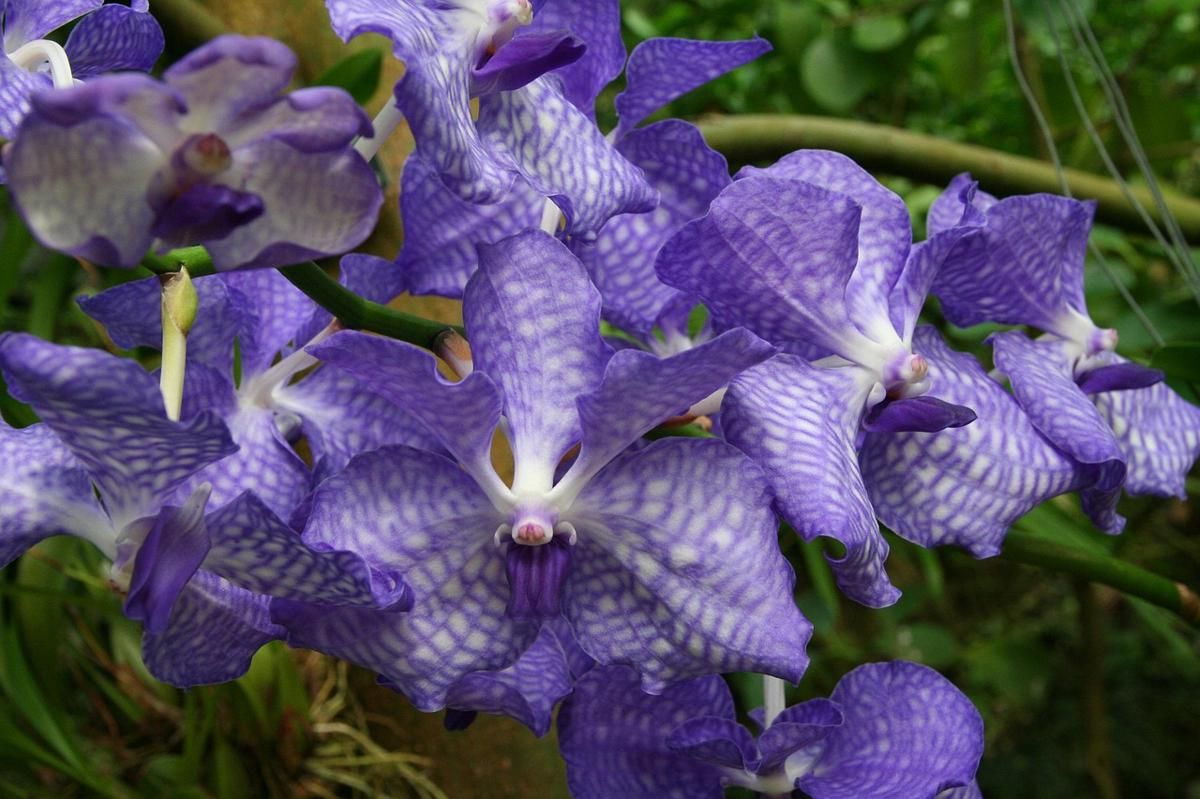 5 Fakta Menarik Vanda Coerulea, Anggrek Langka yang Indah!