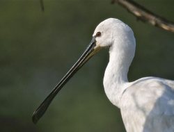 5 Burung Unik dengan Paruh Aneh, Tidak Proporsional!