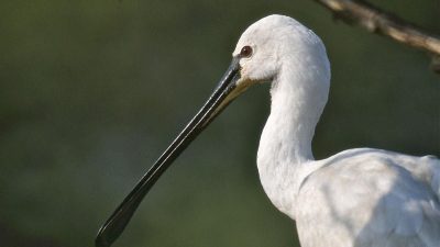 5 Burung Unik dengan Paruh Aneh, Tidak Proporsional!
