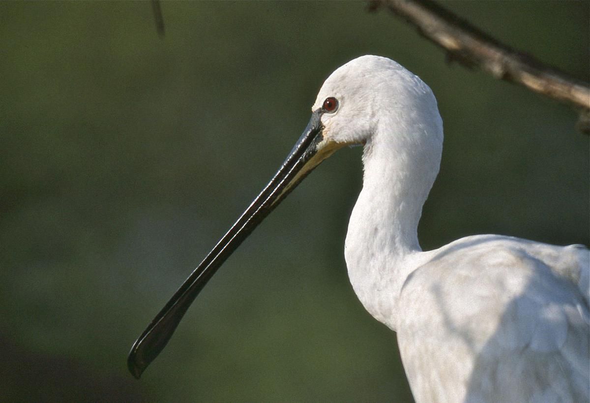 5 Burung Unik dengan Paruh Aneh, Tidak Proporsional!