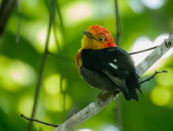 5 Fakta Menarik Burung Manakin, Raja Tari Hutan Amerika Selatan