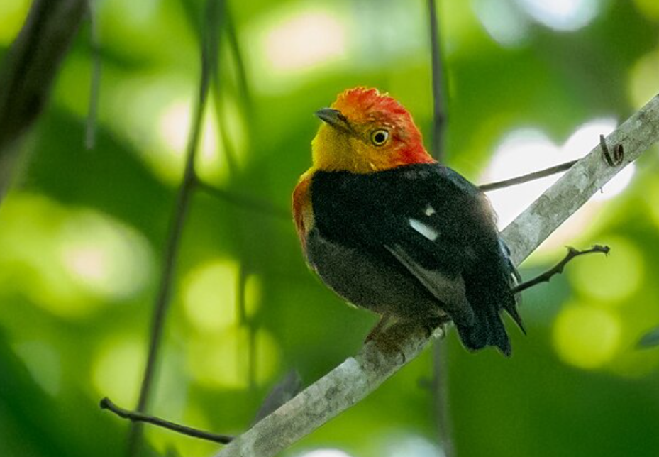 5 Fakta Menarik Burung Manakin, Raja Tari Hutan Amerika Selatan