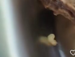 MBG Pertama di Tuban Viral, Temukan Belatung di Makanan MBG Pertama di Tuban Viral, Temukan Belatung di Makanan
