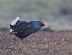 5 Fakta Menarik tentang Burung Grouse Hitam yang Hidup di Daerah Dingin