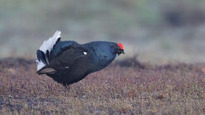 5 Fakta Menarik tentang Burung Grouse Hitam yang Hidup di Daerah Dingin