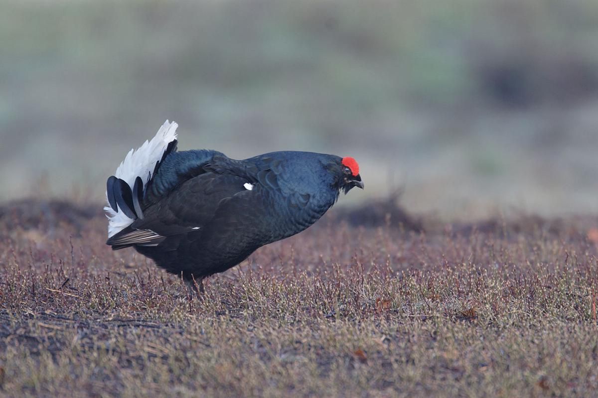 5 Fakta Menarik tentang Burung Grouse Hitam yang Hidup di Daerah Dingin