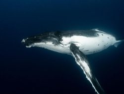 7 Fakta Menarik tentang Mamalia Laut, Salah Satunya Tidak Pernah Tidur!