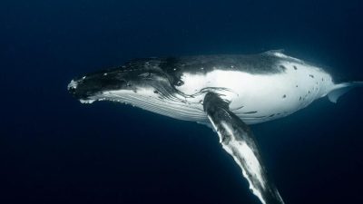 7 Fakta Menarik tentang Mamalia Laut, Salah Satunya Tidak Pernah Tidur!