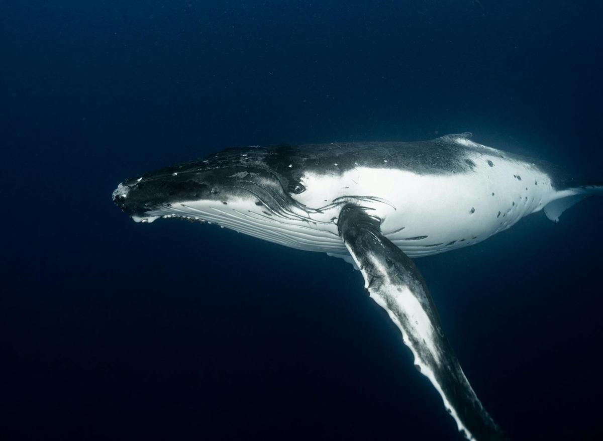 7 Fakta Menarik tentang Mamalia Laut, Salah Satunya Tidak Pernah Tidur!