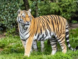 5 Fakta Ilmiah Pola Loreng Harimau, Unik Seperti Sidik Jari! 5 Fakta Ilmiah Pola Loreng Harimau, Unik Seperti Sidik Jari!