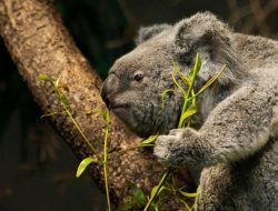 5 Fakta Ilmiah Mengapa Koala Tidur Sepanjang Hari, Bukan Karena Malas!