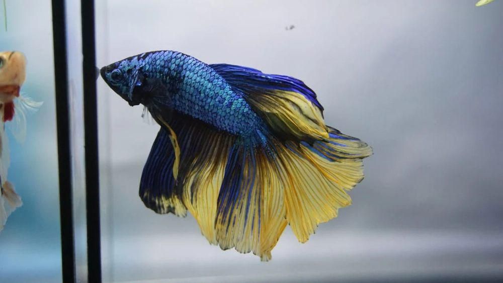 Apakah Ikan Cupang Bisa Makan Nasi? Ini Penjelasannya