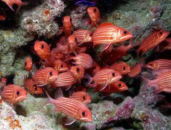 5 Strategi Menangkap Ikan, Sama Cerdiknya dengan Hewan Lain!