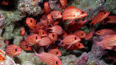 5 Strategi Menangkap Ikan, Sama Cerdiknya dengan Hewan Lain!