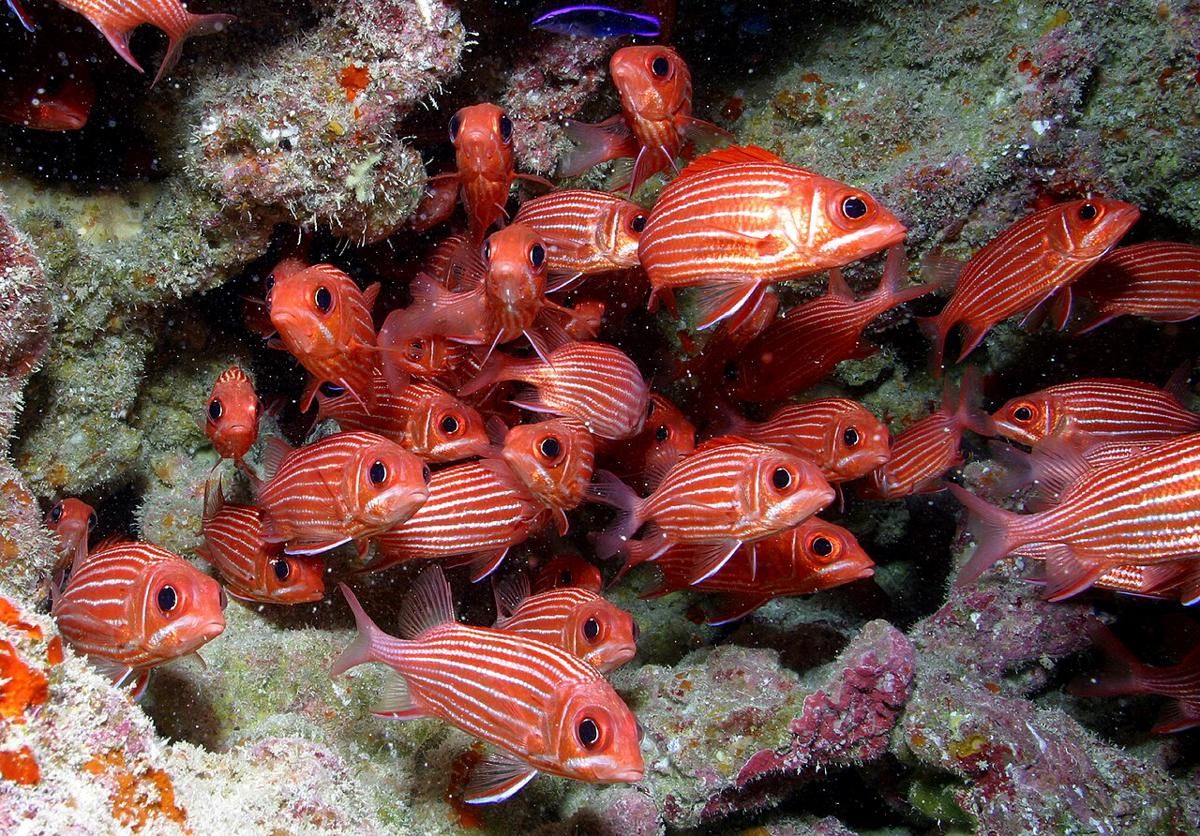 5 Strategi Menangkap Ikan, Sama Cerdiknya dengan Hewan Lain!