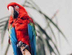 4 Hewan Pintar yang Meniru Suara Manusia, Bukan Hanya Burung Beo! 4 Hewan Pintar yang Meniru Suara Manusia, Bukan Hanya Burung Beo!