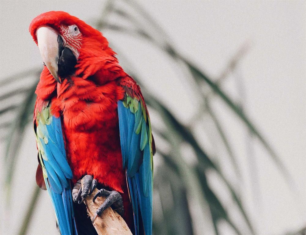 4 Hewan Pintar yang Meniru Suara Manusia, Bukan Hanya Burung Beo!