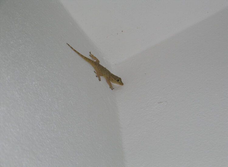 Cara Efektif Mengusir Cicak di Dapur