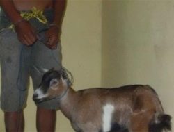 Pencurian Kambing di Depok, Tinggalkan Jeroan Pencurian Kambing di Depok, Tinggalkan Jeroan