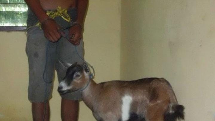 Pencurian Kambing di Depok, Tinggalkan Jeroan