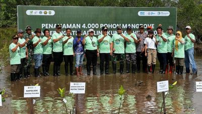 Pemulihan Ekologis Teluk Lingga: 4.000 Mangrove Ditanam di Kutai Timur