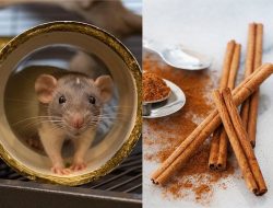Cara Efektif Mengusir Tikus dengan Kayu Manis