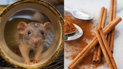 Cara Efektif Mengusir Tikus dengan Kayu Manis