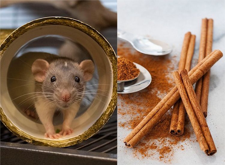 Cara Efektif Mengusir Tikus dengan Kayu Manis