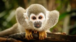 Old World vs. New World Monkeys: 7 Crucial Differences