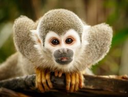 Old World vs. New World Monkeys: 7 Crucial Differences