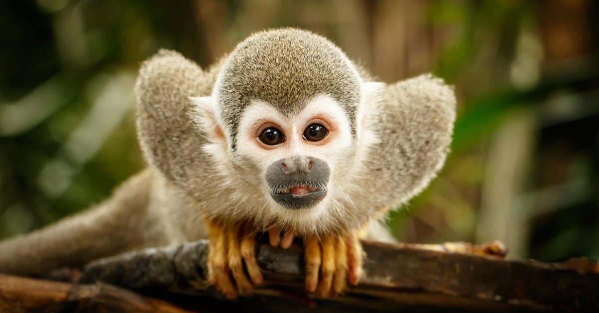 Old World vs. New World Monkeys: 7 Crucial Differences