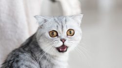 15 Bau yang Tidak Disukai Kucing, Hindari agar Anabul Nyaman di Rumah