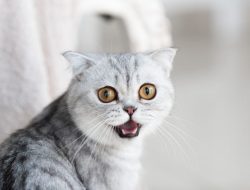 15 Bau yang Tidak Disukai Kucing, Hindari agar Anabul Nyaman di Rumah
