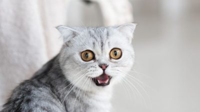 15 Bau yang Tidak Disukai Kucing, Hindari agar Anabul Nyaman di Rumah