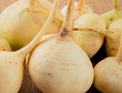 Manfaat Bengkoang untuk Kesehatan Tubuh yang Menyeluruh Manfaat Bengkoang untuk Kesehatan Tubuh yang Menyeluruh