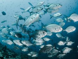 Cara Ilmuwan Menentukan Usia Ikan