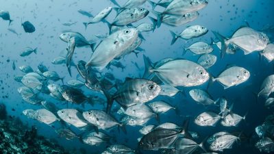 Cara Ilmuwan Menentukan Usia Ikan
