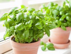 Top tips to make your shop-bought basil thrive in Ireland Top tips to make your shop-bought basil thrive in Ireland
